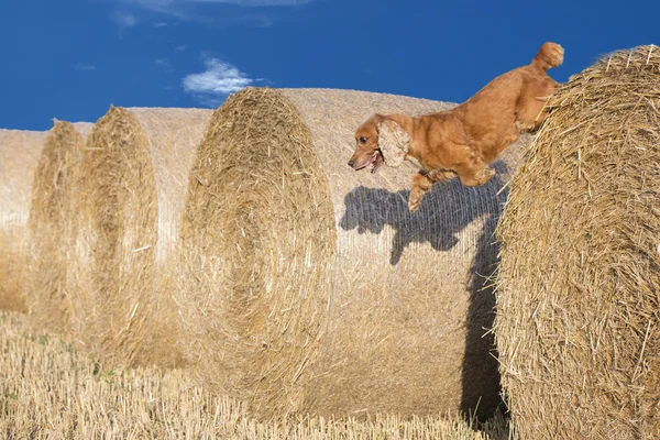 Собака цуценя спанієль стрибає з пшениці — стокове фото