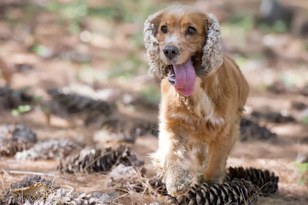 英語子犬コッカースパニエルを実行しています。 — ストック写真