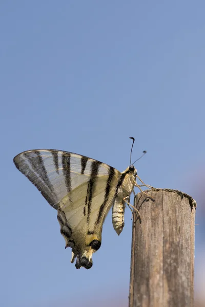 Otevřené křídla motýlí portrét — Stock fotografie