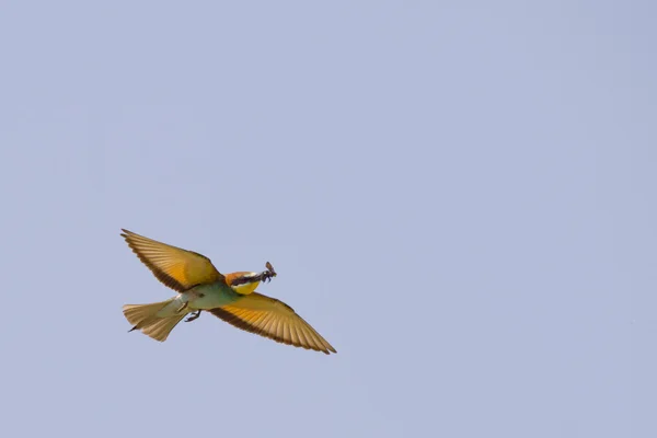 Ein bienenfressender Vogel, der mit einem Schmetterling fliegt — Stockfoto