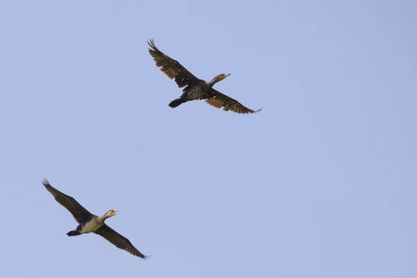 Dos cormoranes volando —  Fotos de Stock