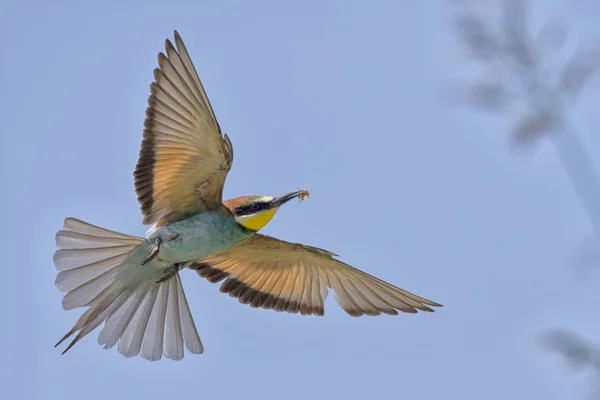 A bee eater bird flying with a butterfly — Stock Photo, Image