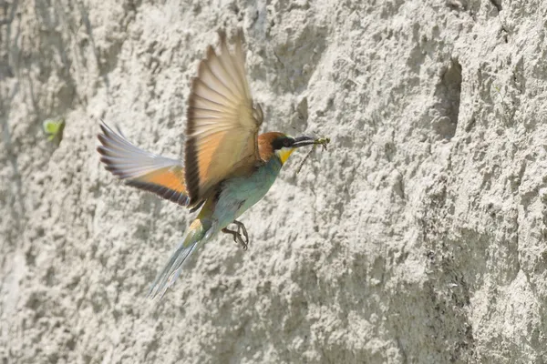 A bee eater bird flying with a dragonfly — Stock Photo, Image