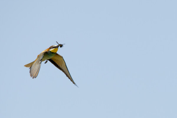 A bee eater bird flying with a fly