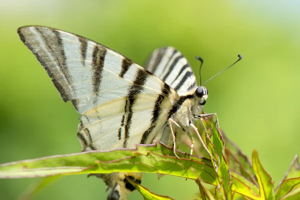 Open wings butterfly portrait — Stock Photo, Image