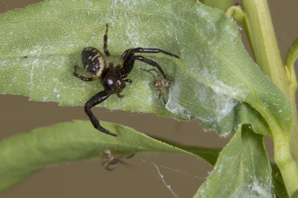 Spider familj på ett blad — Stockfoto