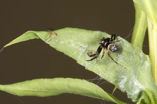 Spider familj på ett blad — Stockfoto