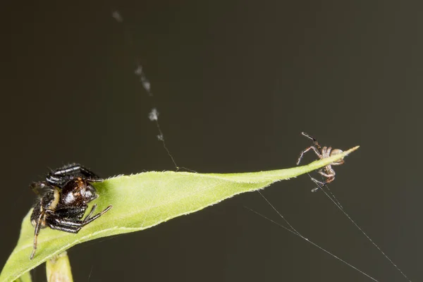 Família de Aranha em uma folha — Fotografia de Stock