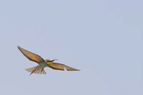 Bienenfresser Vogel beim Fliegen — Stockfoto