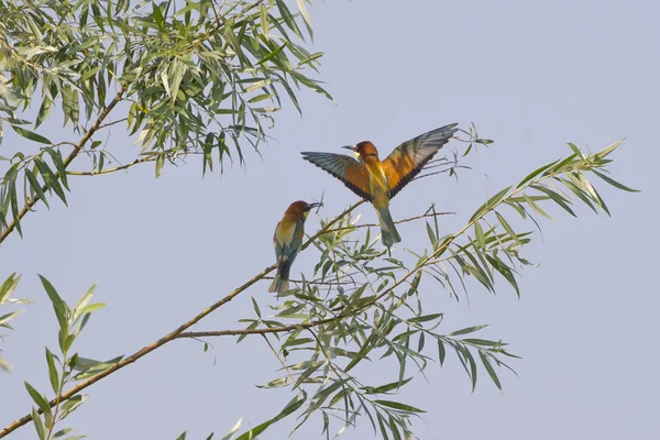 Bee eater on the tree — Stock Photo, Image