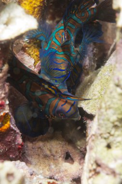 sert mercan zemin üzerine mandalina balık