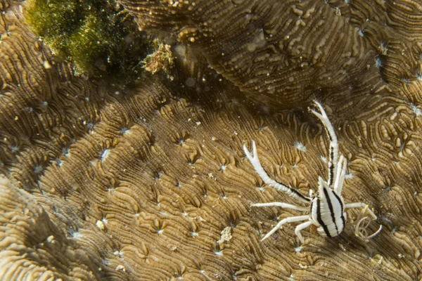 Granchio bianco e nero sott'acqua — Foto Stock