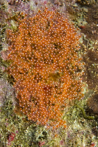 Clown fish orange eggs — Stock Photo, Image