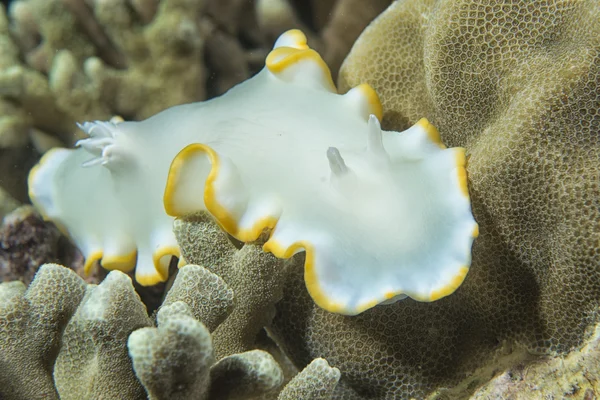 흰색 Nudibranch — 스톡 사진