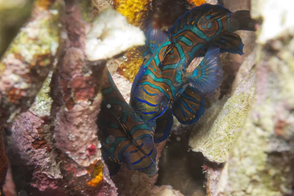 Peces mandarín sobre fondo de coral duro — Foto de Stock