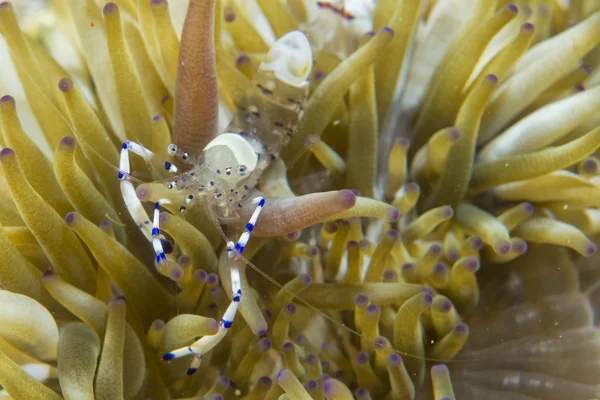 Shrimp on soft coral — Stock Photo, Image