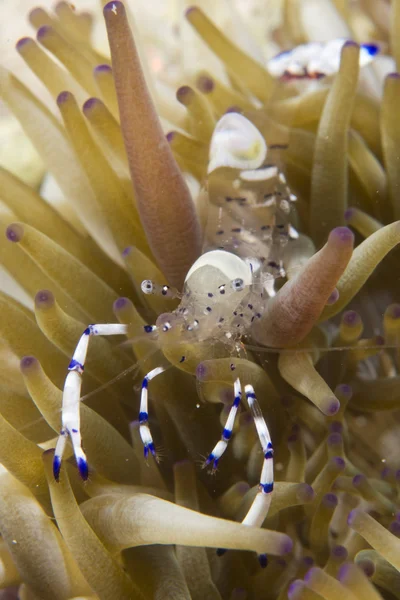 Camarão em coral macio — Fotografia de Stock