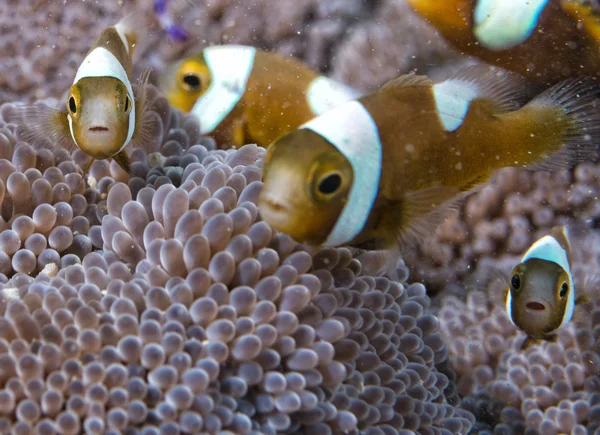 Clown fish into anemone — Stock Photo, Image