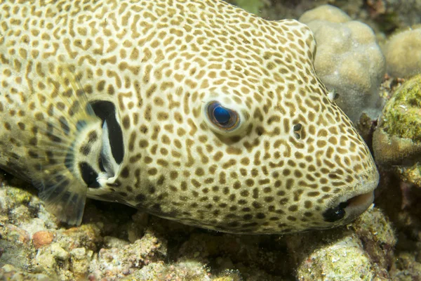 Puffer vissen in cebu — Stockfoto