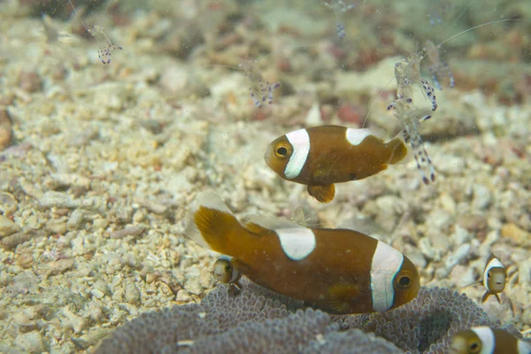 Clown fish into anemone — Stock Photo, Image