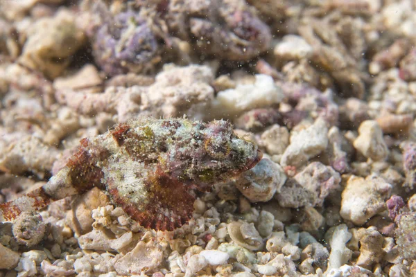 Pietra pericolosa Ritratto di pesce — Foto Stock