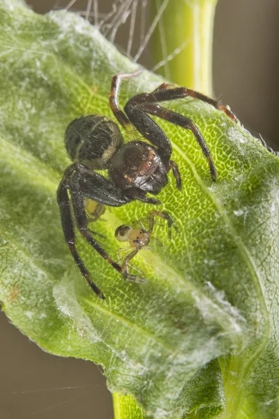 Örümcek aile üzerindeki yaprak — Stok fotoğraf