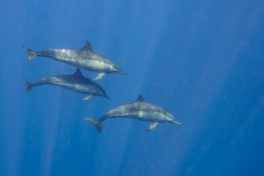 süre sualtı Yüzme yunuslar