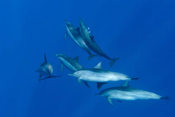 Dolphins while swimming underwater — Stock Photo, Image