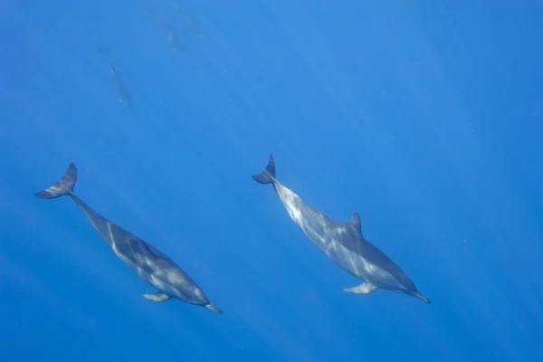 Dolphins while swimming underwater — Stock Photo, Image