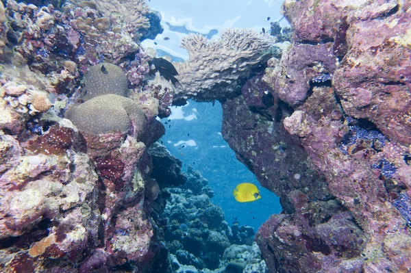 Butterly angel fish yellow and blue in the reef background — Stock Photo, Image