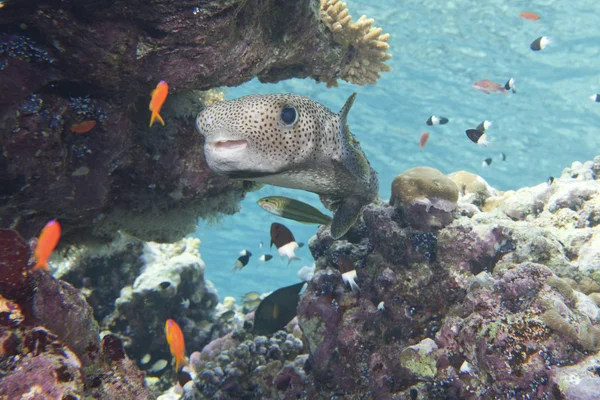 Poisson boîte portrait sous-marin — Photo