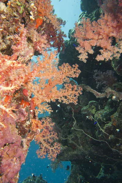 Paisagem subaquática do mar Vermelho — Fotografia de Stock