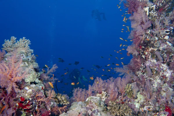 Paisaje submarino del Mar Rojo — Foto de Stock