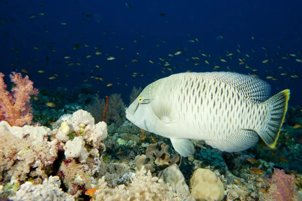 Unga napoleon fisk under vattnet — Stockfoto