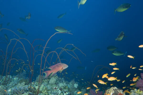 Podvodní krajiny Rudého moře — Stock fotografie
