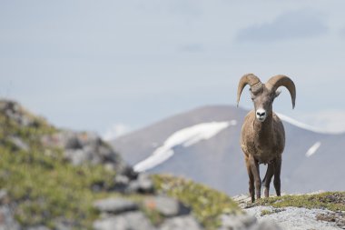 büyük horn portre