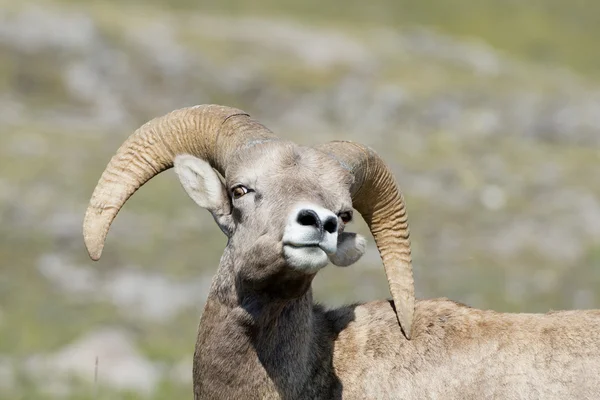 Big horn porträtt — Stockfoto