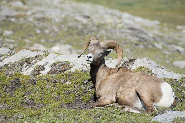 Big Horn portrait — Stock Photo, Image