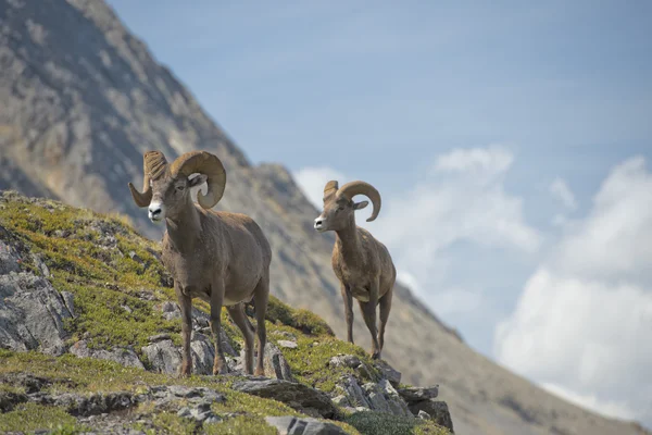 Portret Bighorn — Zdjęcie stockowe