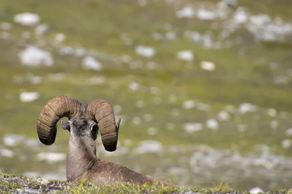 Big Horn portrait — Stock Photo, Image