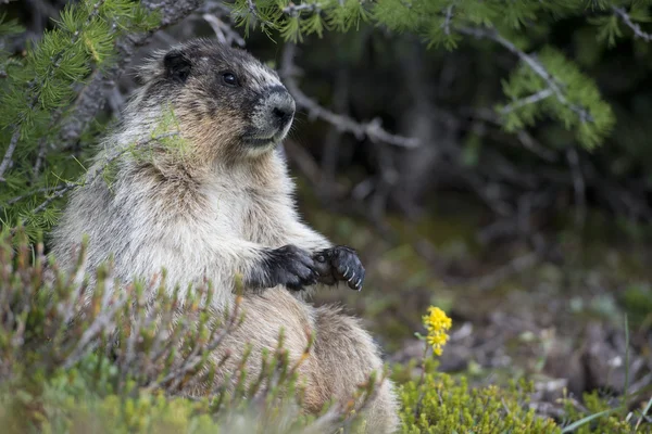 Retrato de marmota canadense — Fotografia de Stock