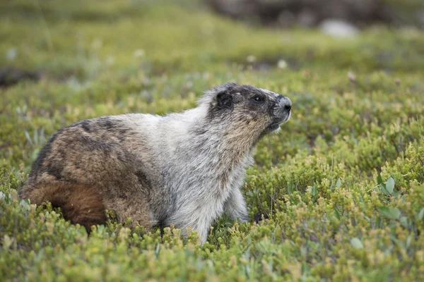 Canadian Marmot Portrait — Stock Photo, Image