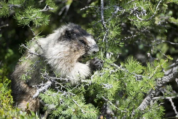 Canadese marmot portret — Stockfoto