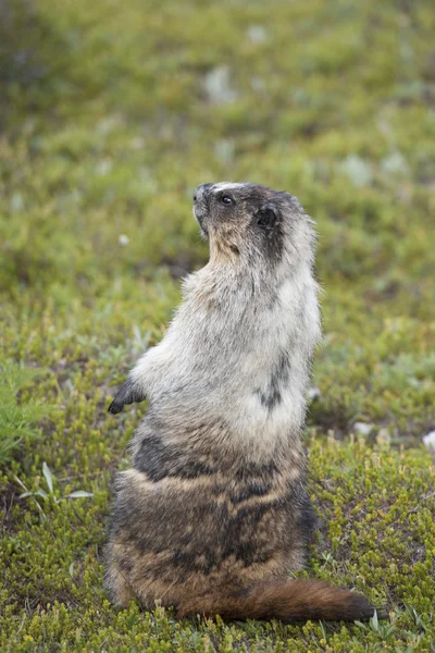 Retrato de marmota canadense — Fotografia de Stock