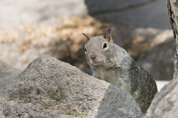 Grey squirrel portrait — Stock Photo, Image