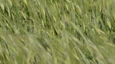 buğday tahıl gibi dalgalar deniz taşıma sırasında