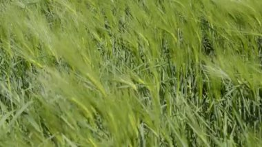 buğday tahıl gibi dalgalar deniz taşıma sırasında