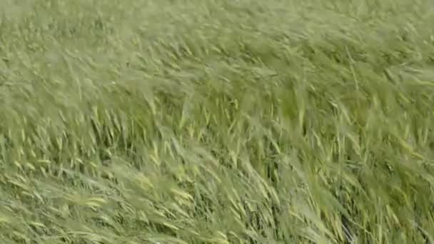Grano de trigo mientras se mueve como olas marinas — Vídeos de Stock