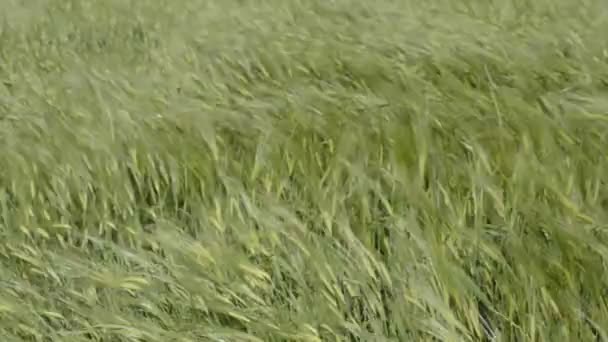 Grain de blé tout en se déplaçant comme des vagues 