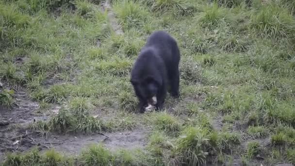 Black grizzly bear while eating — Stock Video